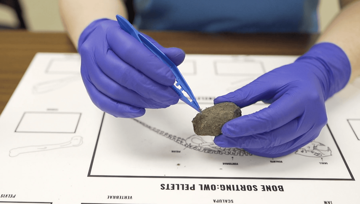 Owl Pellet Kit