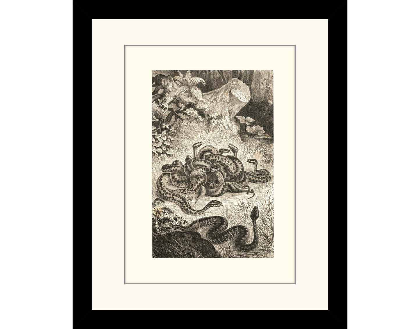 Nest of Vipers Print