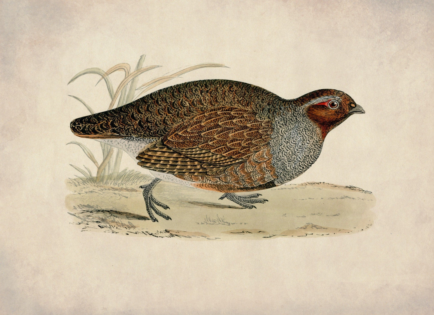 Partridge Print