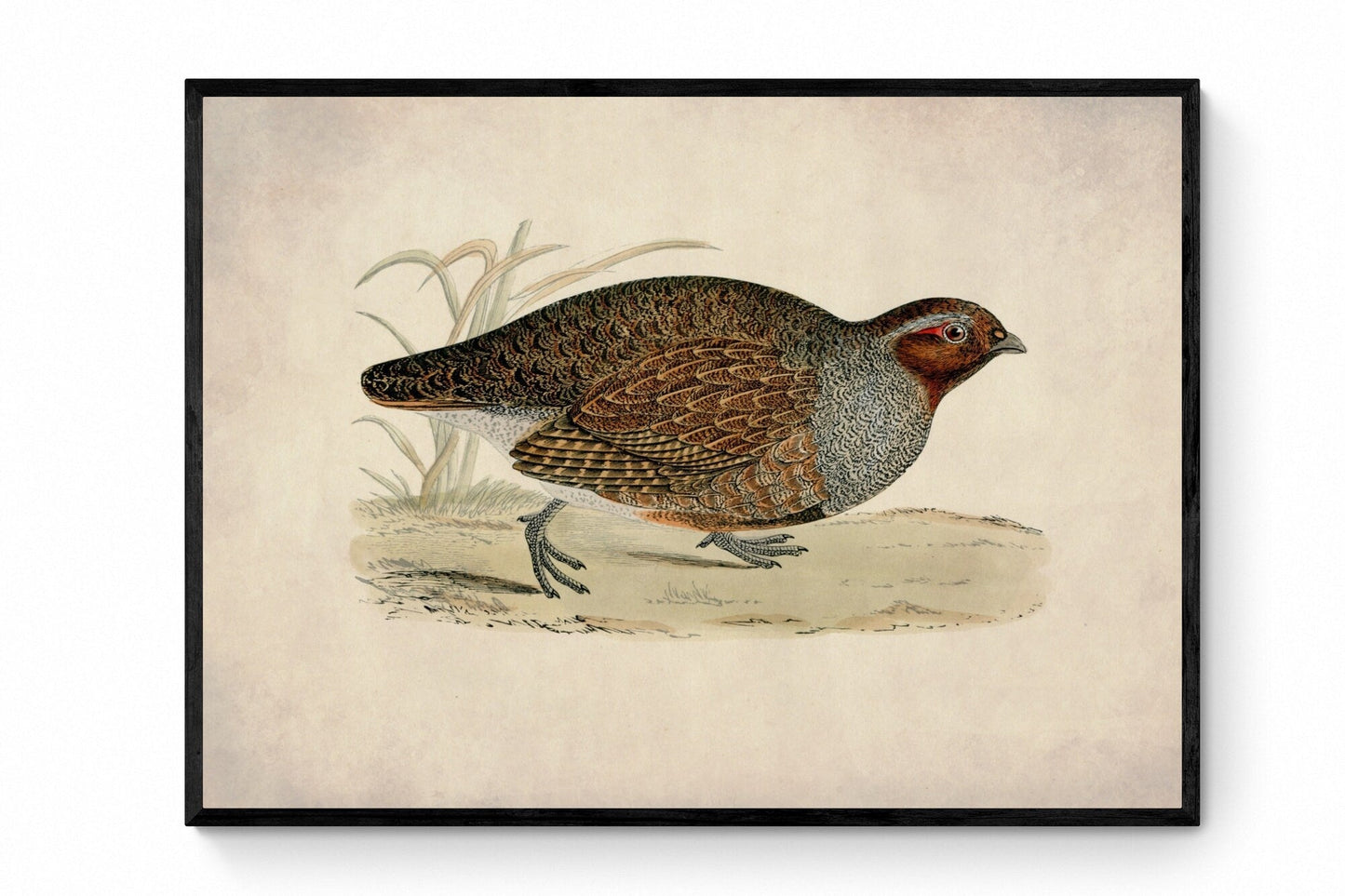 Partridge Print