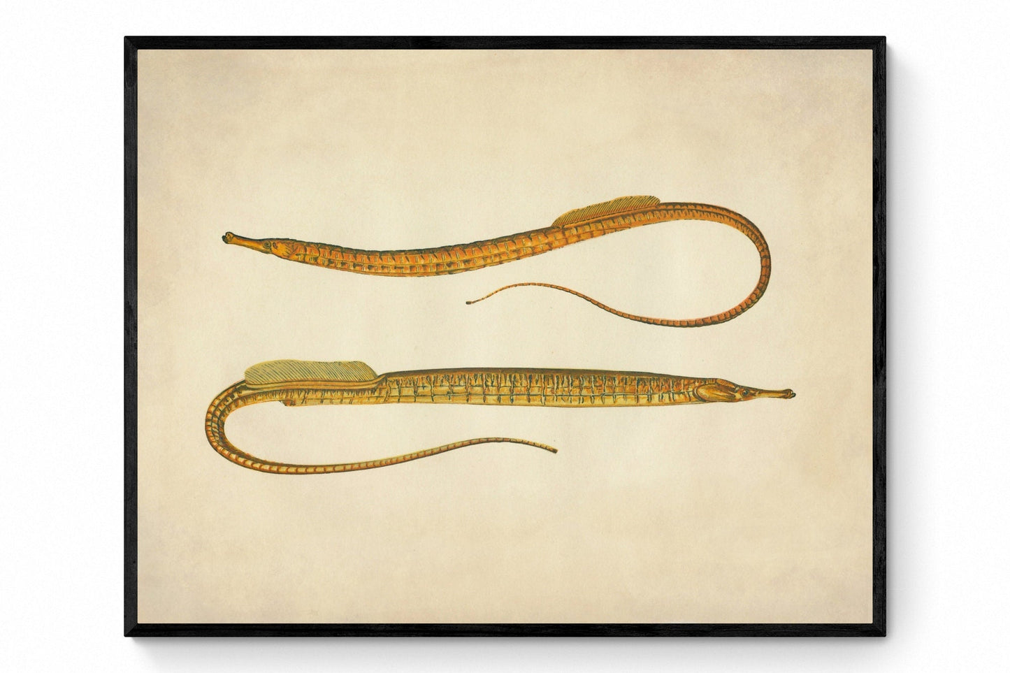 Ocean Pipefish Print