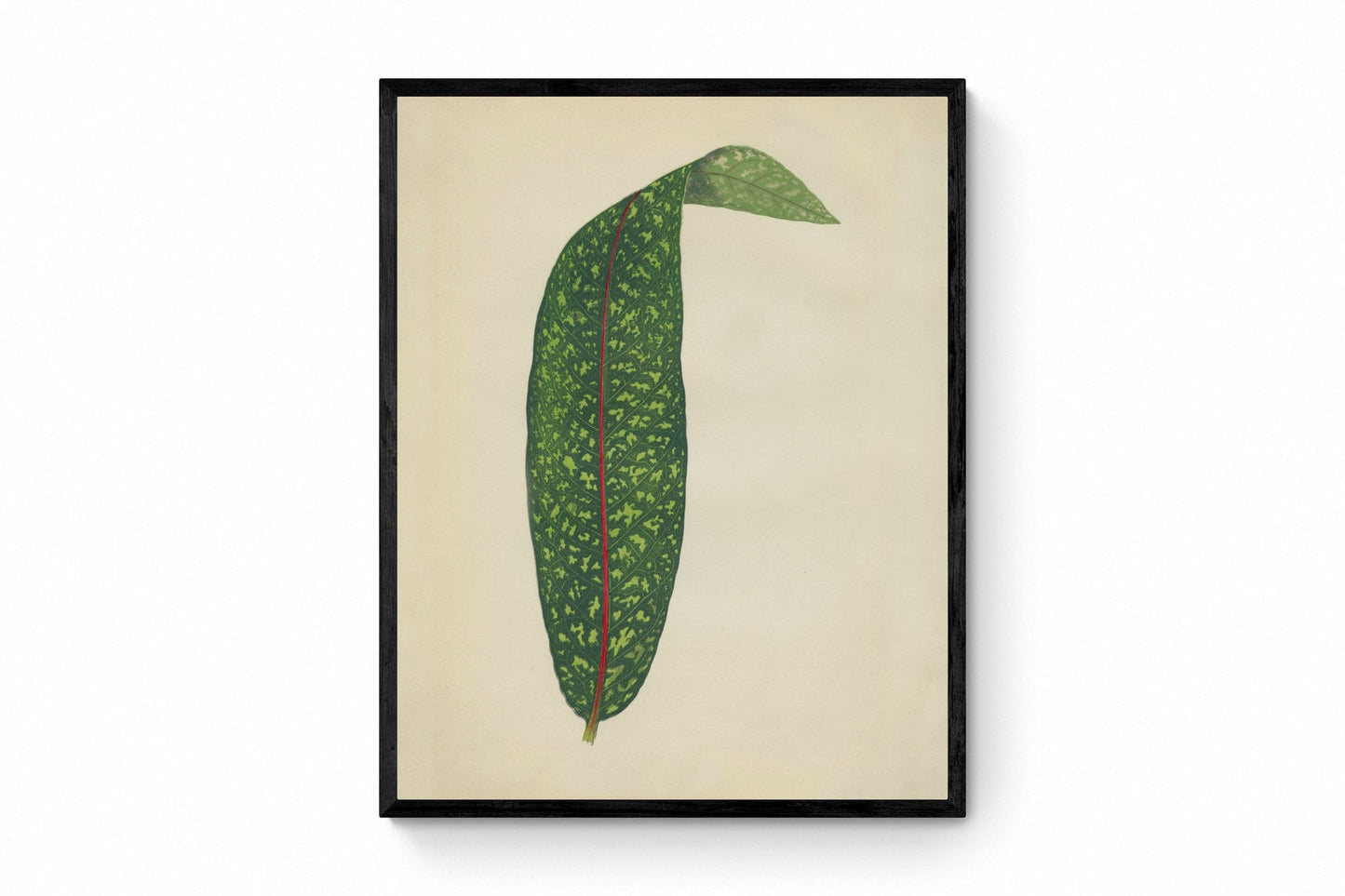 Pavetta Borbonica Print