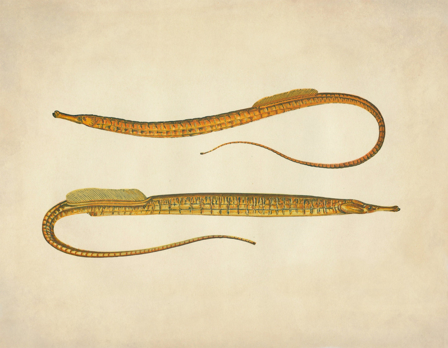 Ocean Pipefish Print