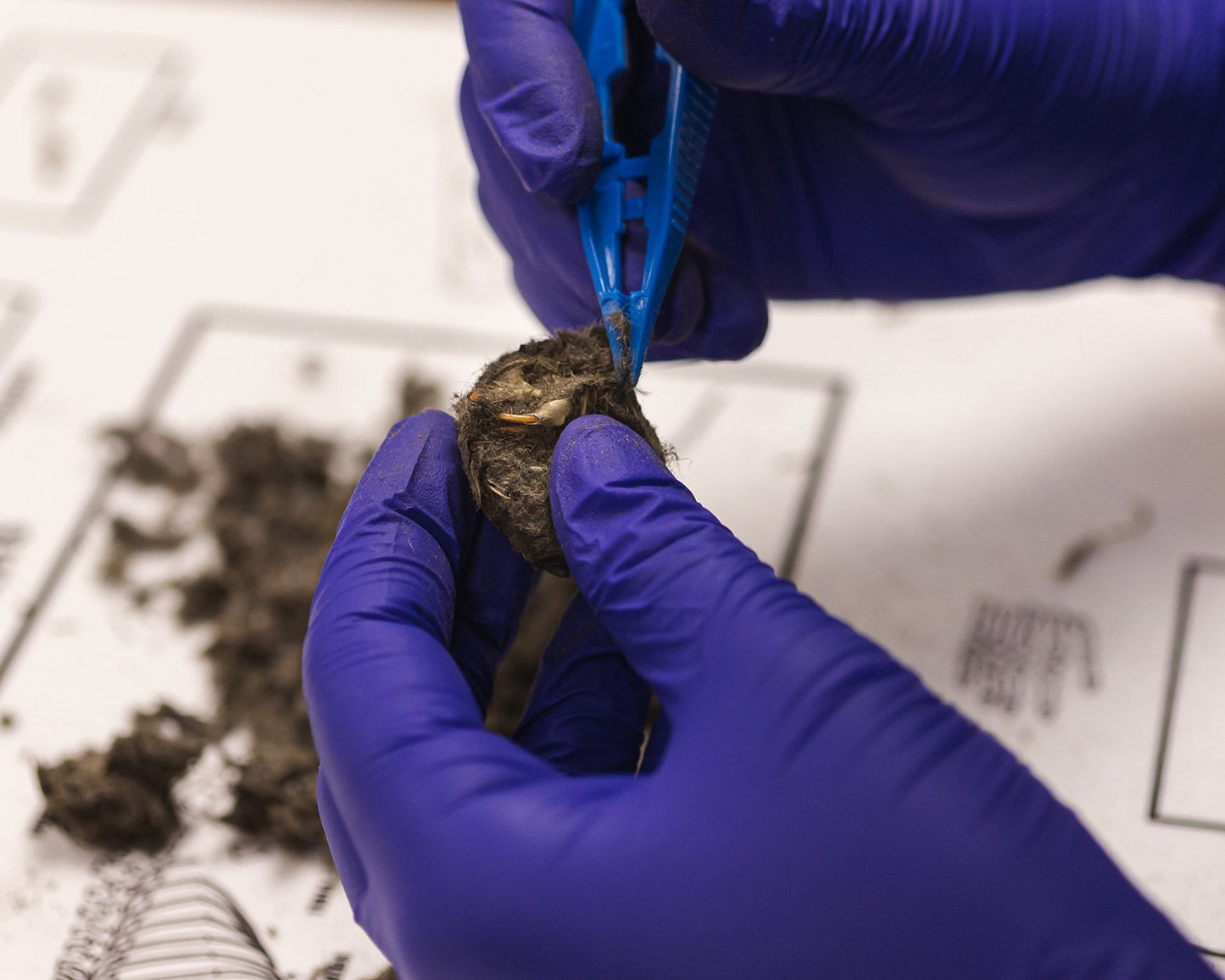 Owl Pellet Kit