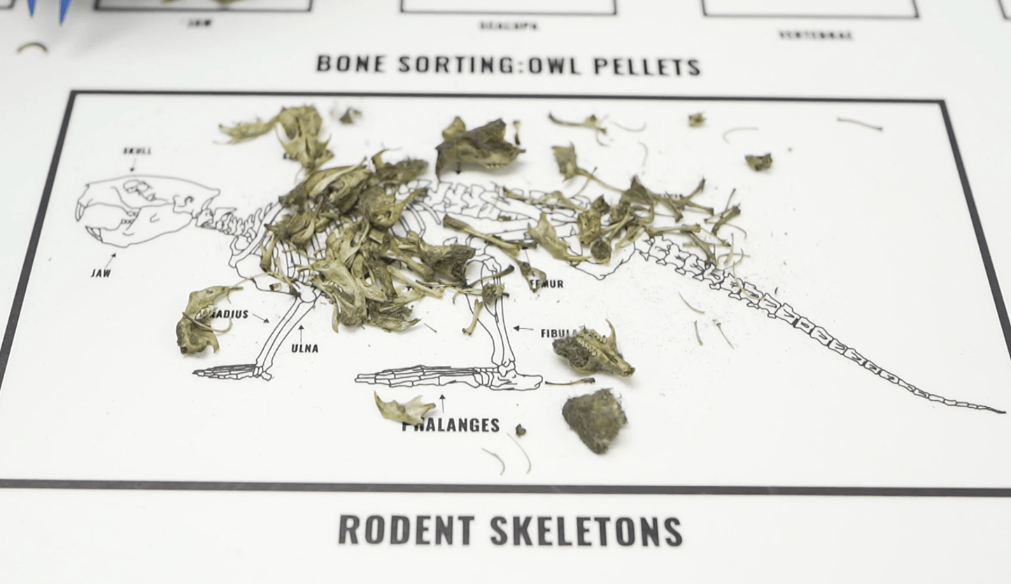 Owl Pellet Kit