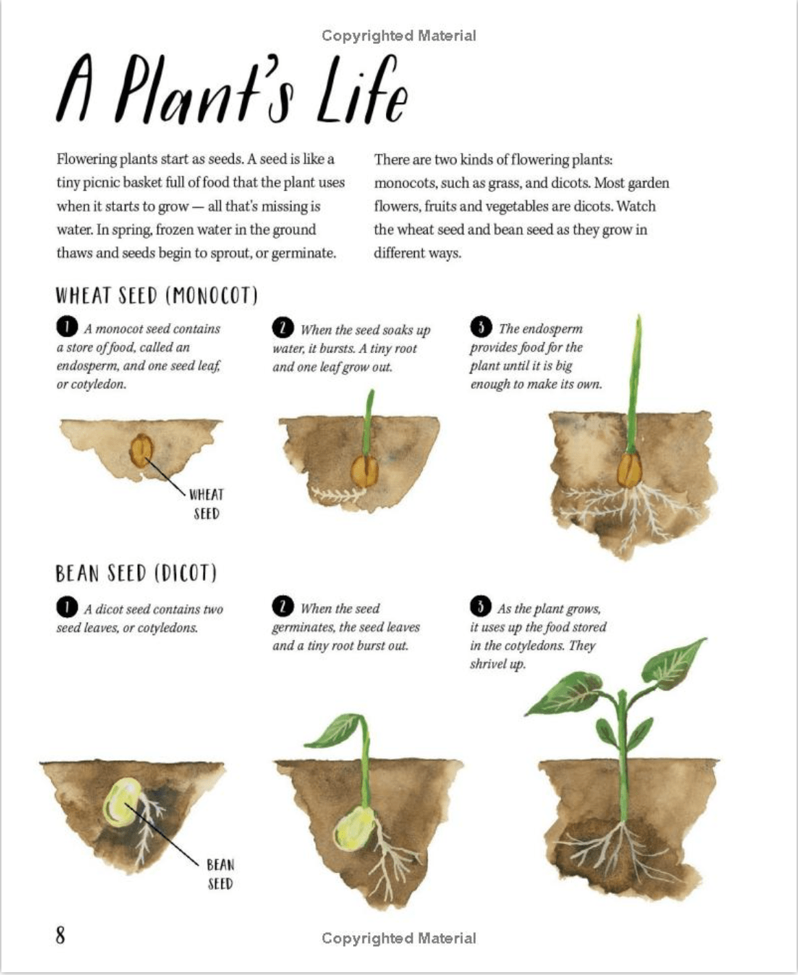 Nature All Around: Plants by Pamela Hickman and Carolyn Gavin