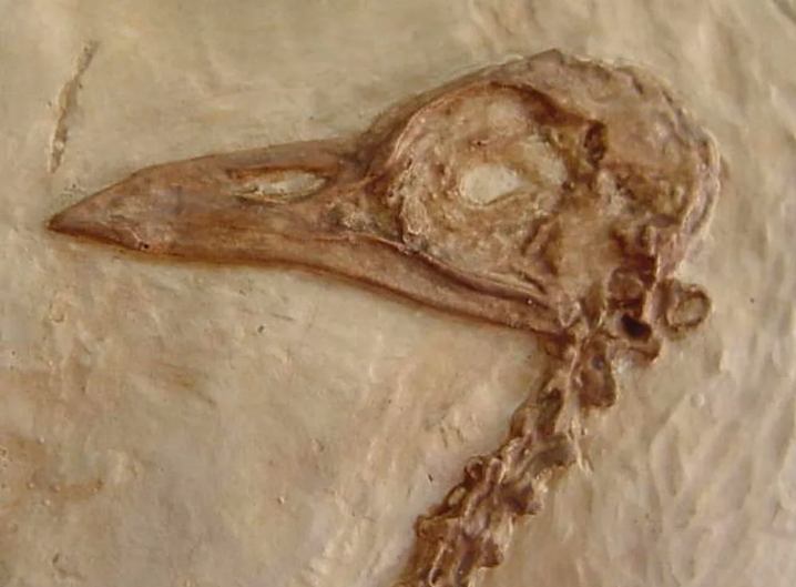 Eocene Bird Green River Museum Quality Cast (Replica) of Fossil Bird (Eocene Age) bird cast replica Gallinuloides sp.