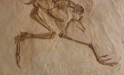 Eocene Bird Green River Museum Quality Cast (Replica) of Fossil Bird (Eocene Age) bird cast replica Gallinuloides sp.
