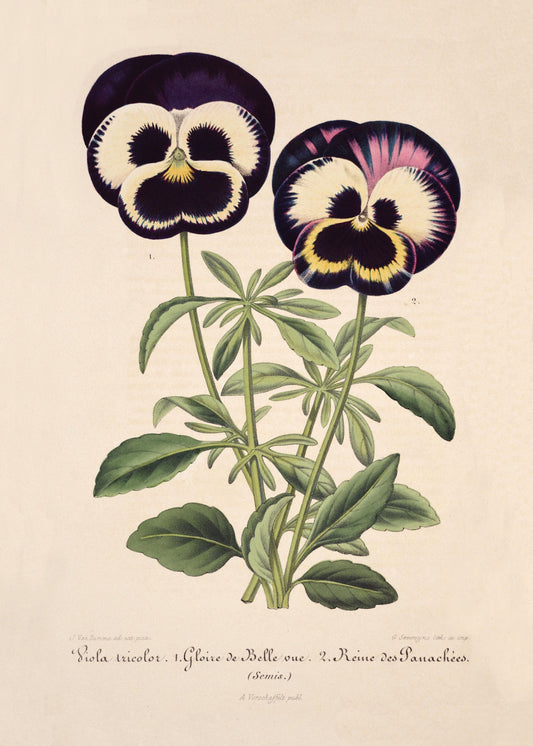 Pansy Print