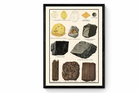 Neozoic Fossils