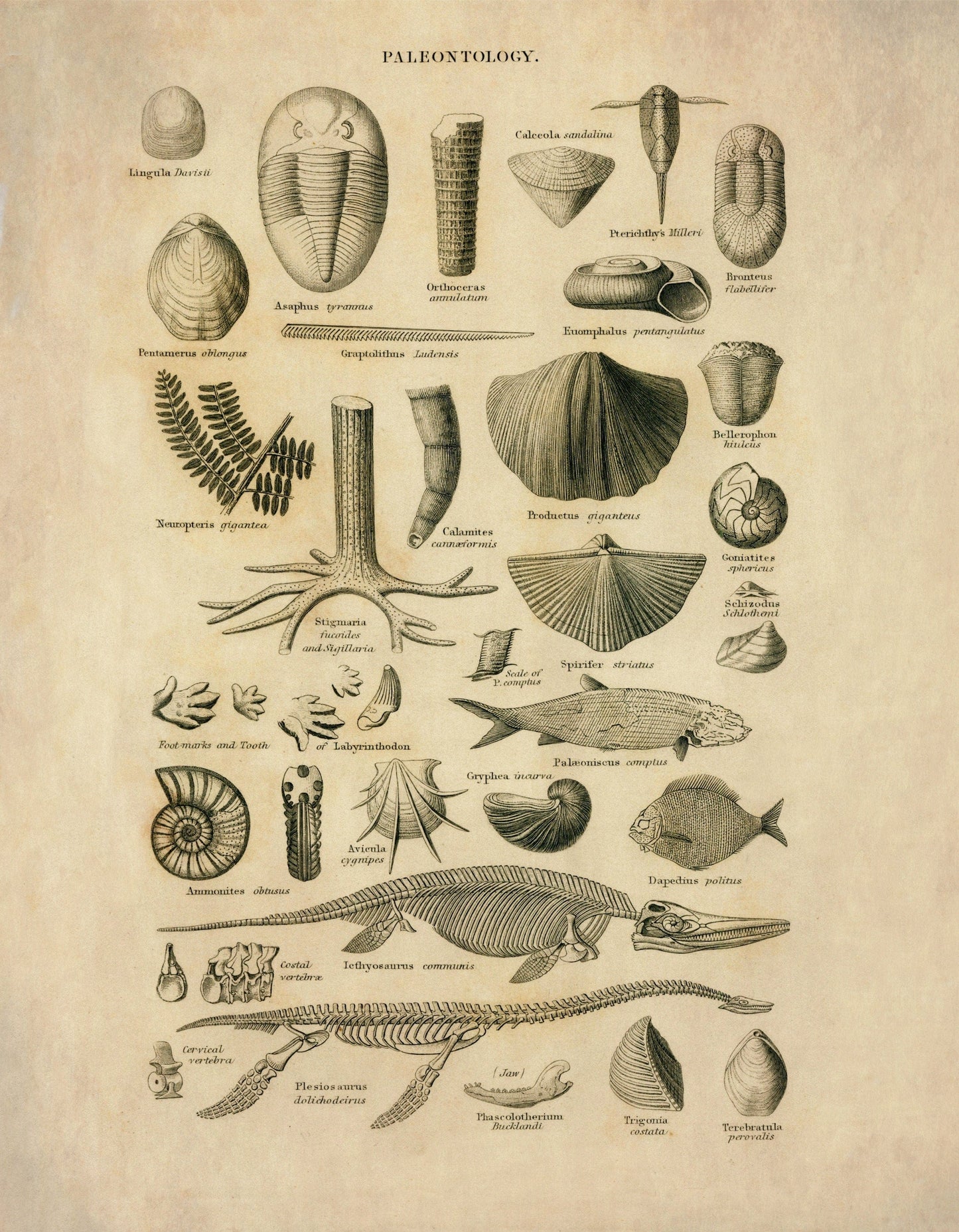 Palaentology Print