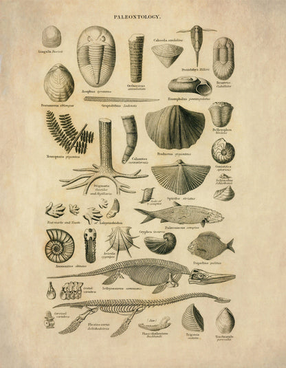 Palaentology Print