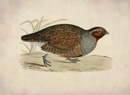 Partridge Print