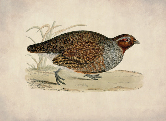 Partridge Print