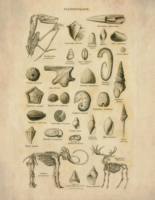 Palaentology Print