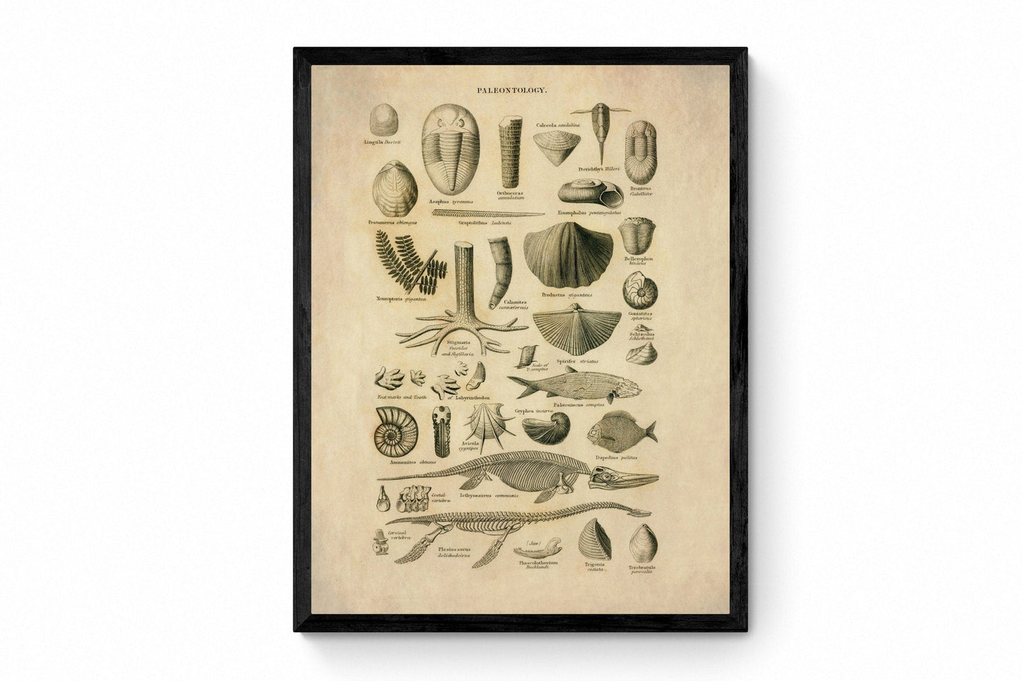 Palaentology Print