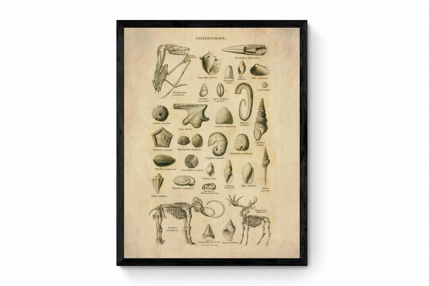 Palaentology Print