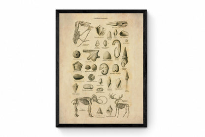 Palaentology Print