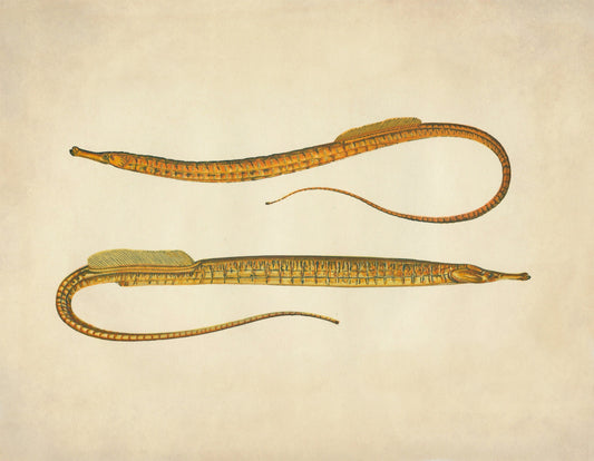 Ocean Pipefish Print