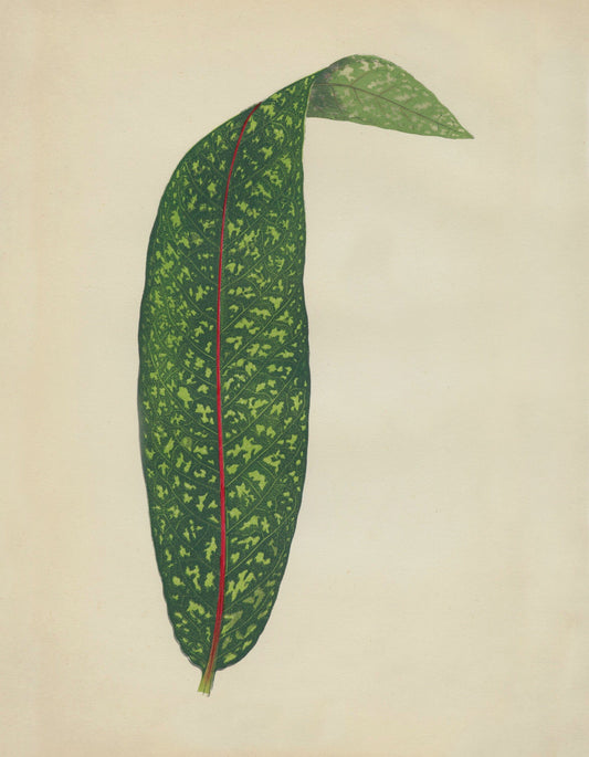 Pavetta Borbonica Print