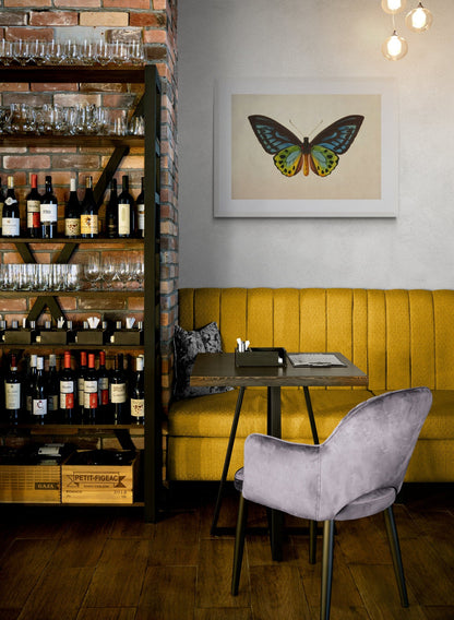 Ornithoptera Urvilliana Print