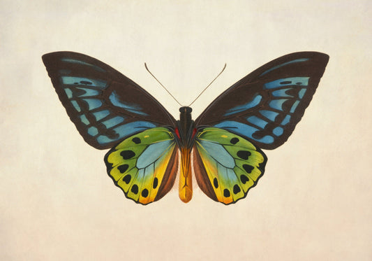 Ornithoptera Urvilliana Print