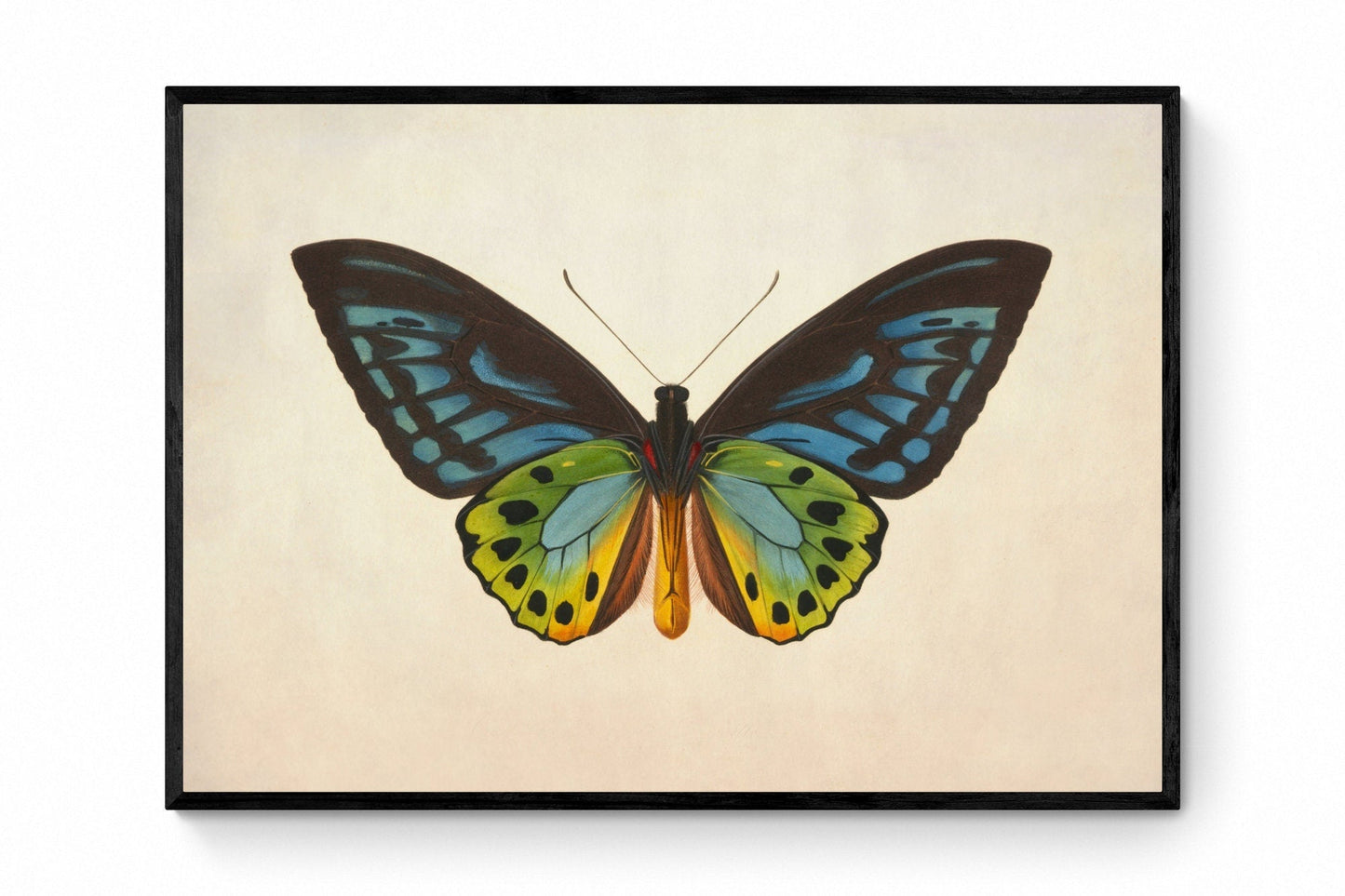 Ornithoptera Urvilliana Print