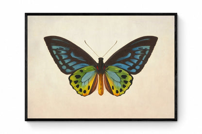 Ornithoptera Urvilliana Print