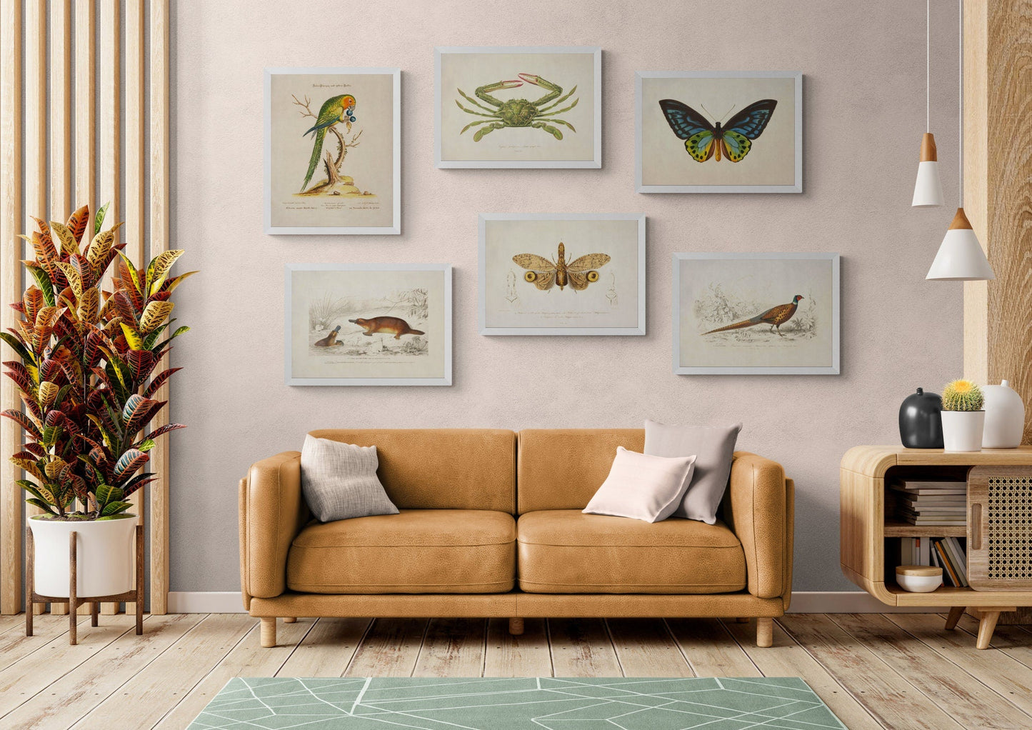 Ornithoptera Urvilliana Print